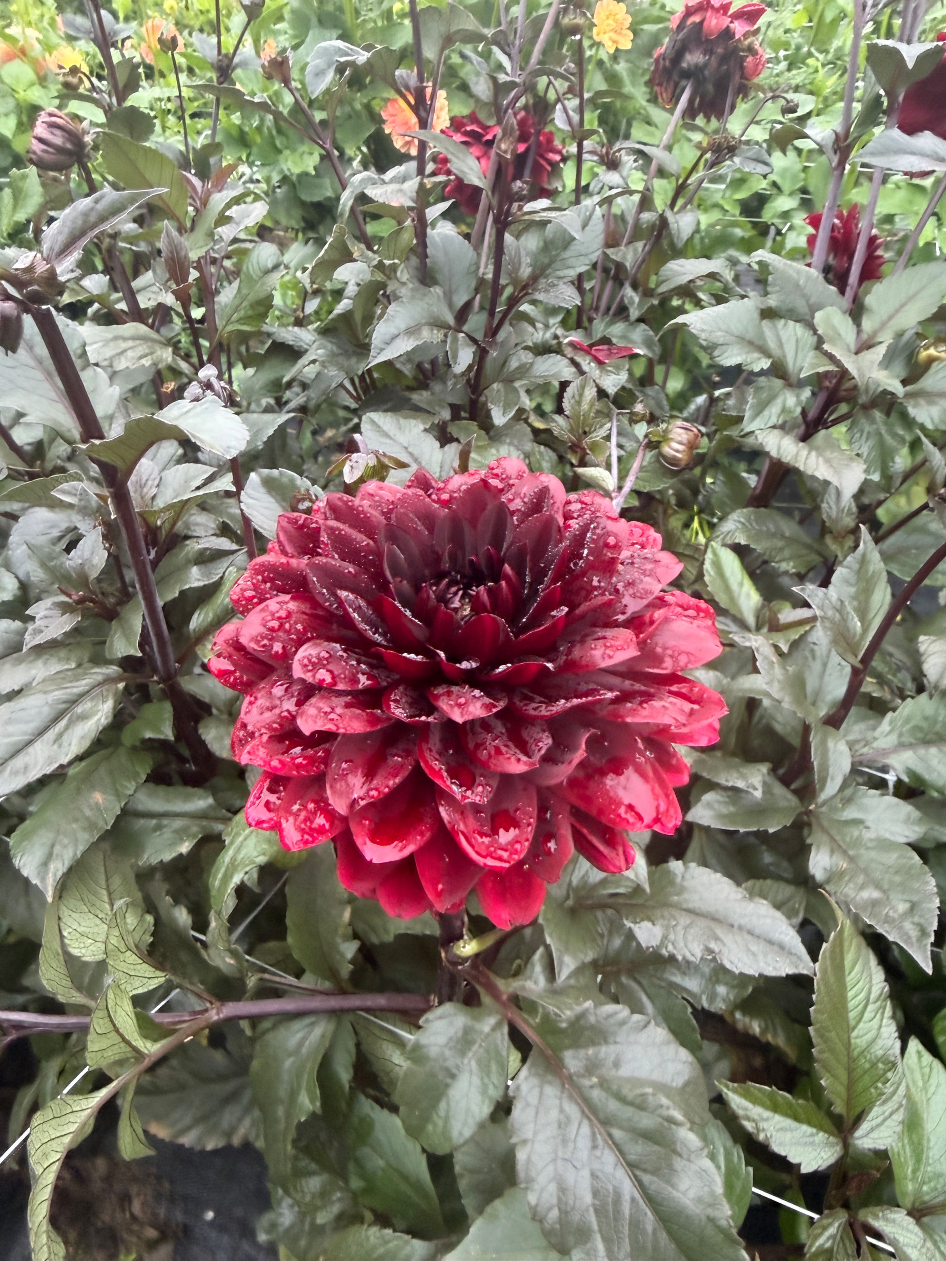 Karma Choc Dahlia Tuber