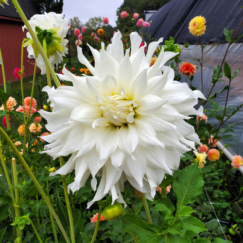 KA's® Khaleesi | Sunset View Farm Dahlias