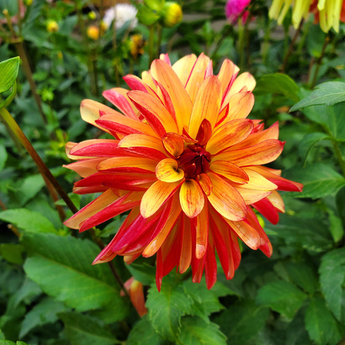Crazy Legs Dahlia Tuber | Sunset View Farm Dahlias