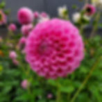 Tahoma April dahlia