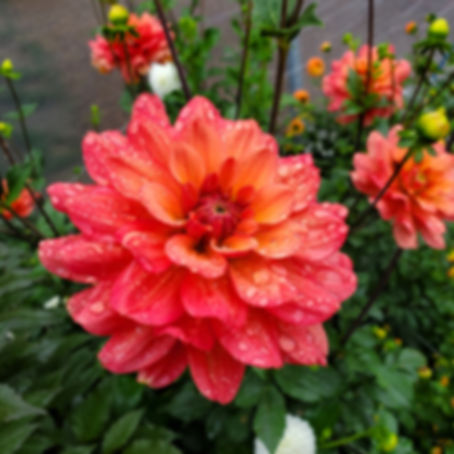 Lora Ashley Dahlia Tuber