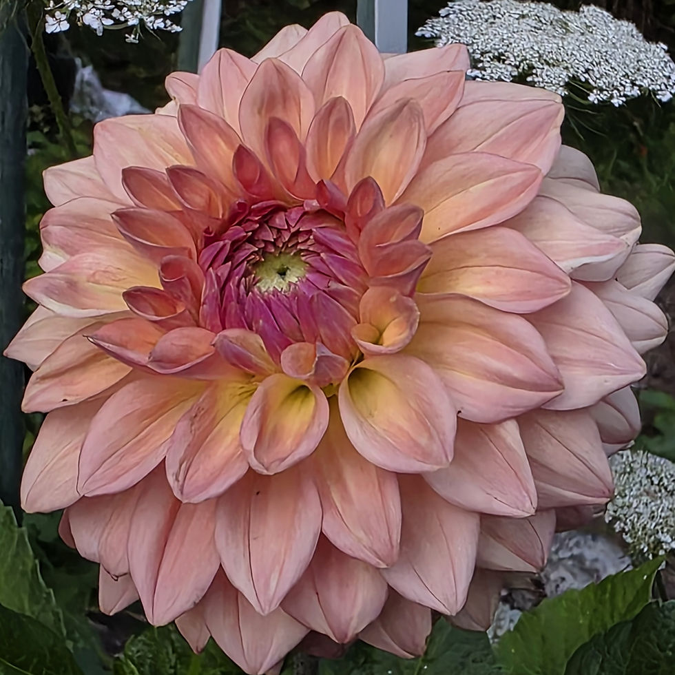 BQ Alan Dahlia Tuber for Sale