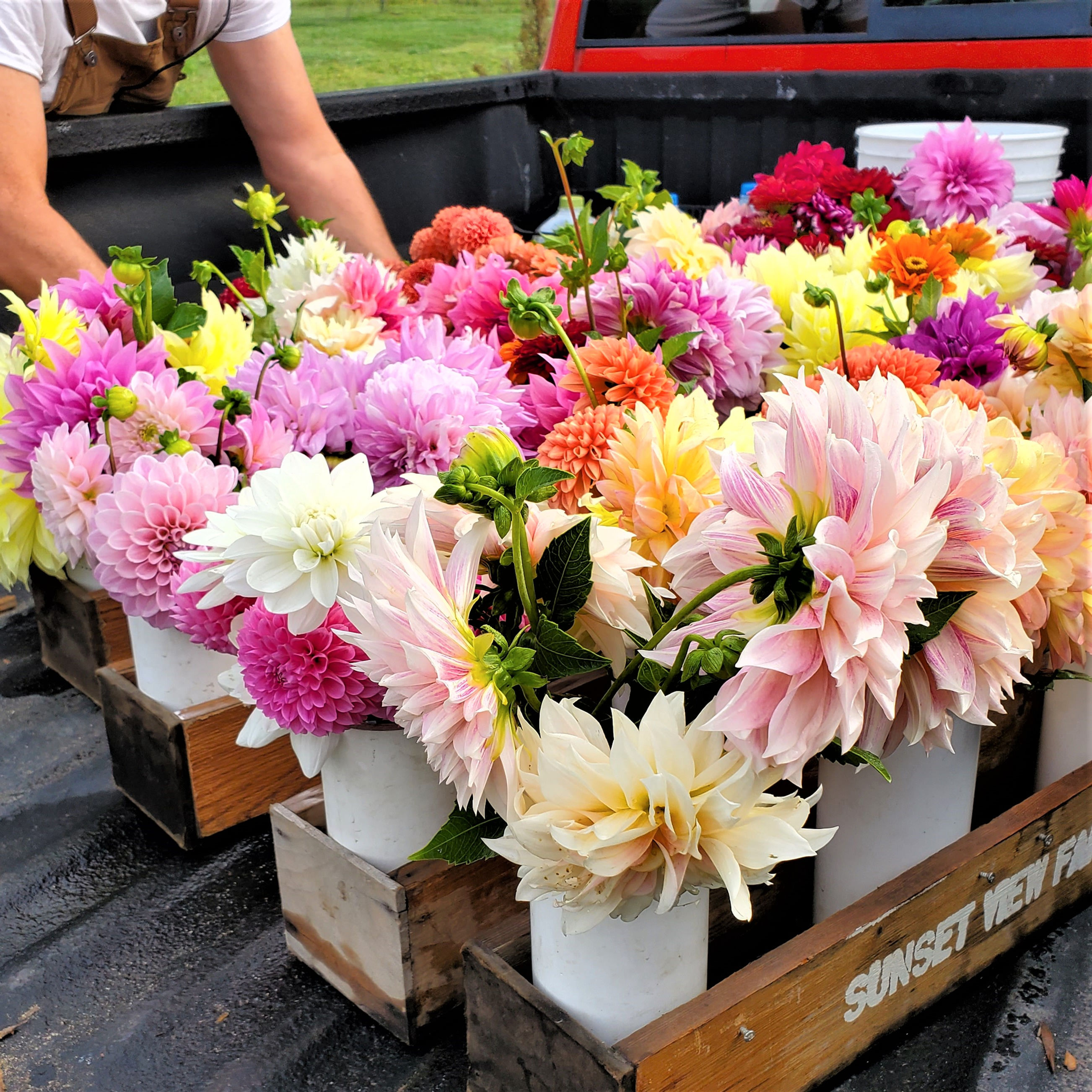 Dahlia Hobby Businesses