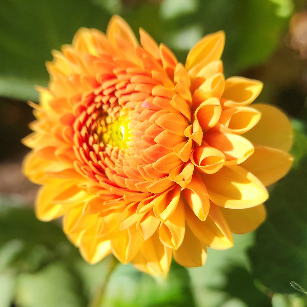 Hy Suntan Dahlia Tuber for Sale
