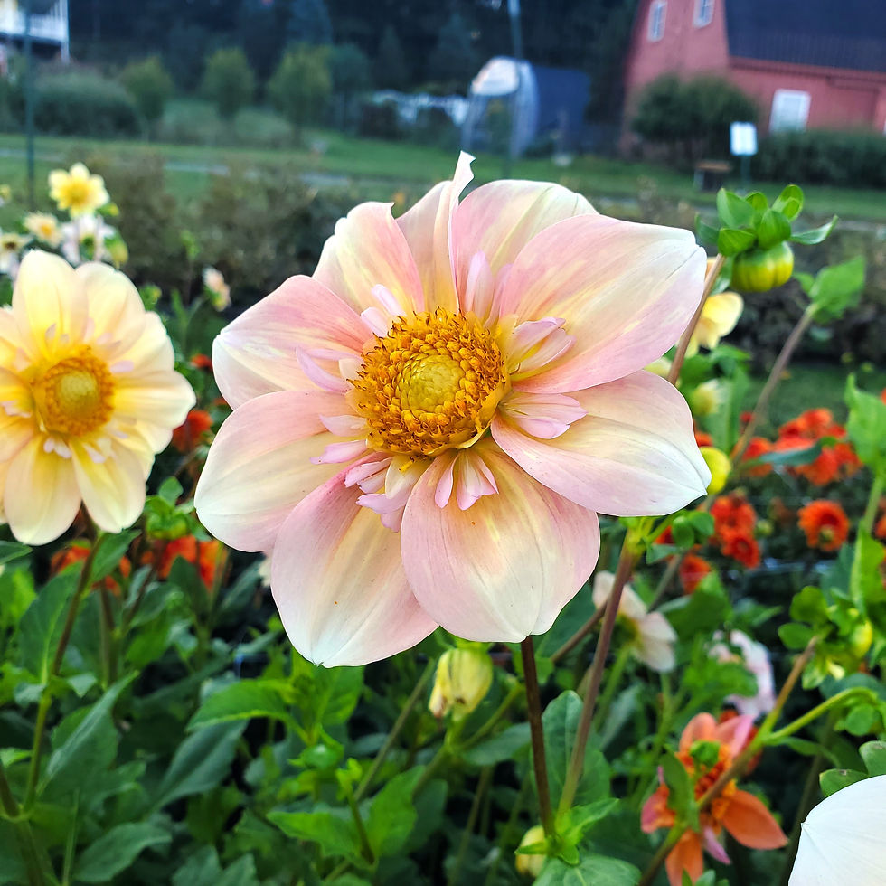 Apple Blossom Dahlia Tuber for Sale
