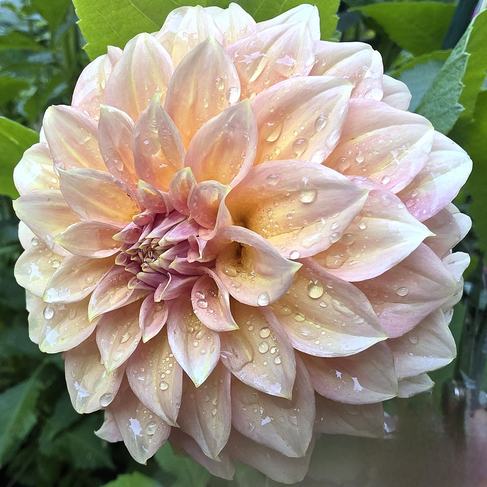 RM Golden Hour Dahlia Tuber for Sale