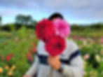 Thumbnail: U-Pick Dahlias