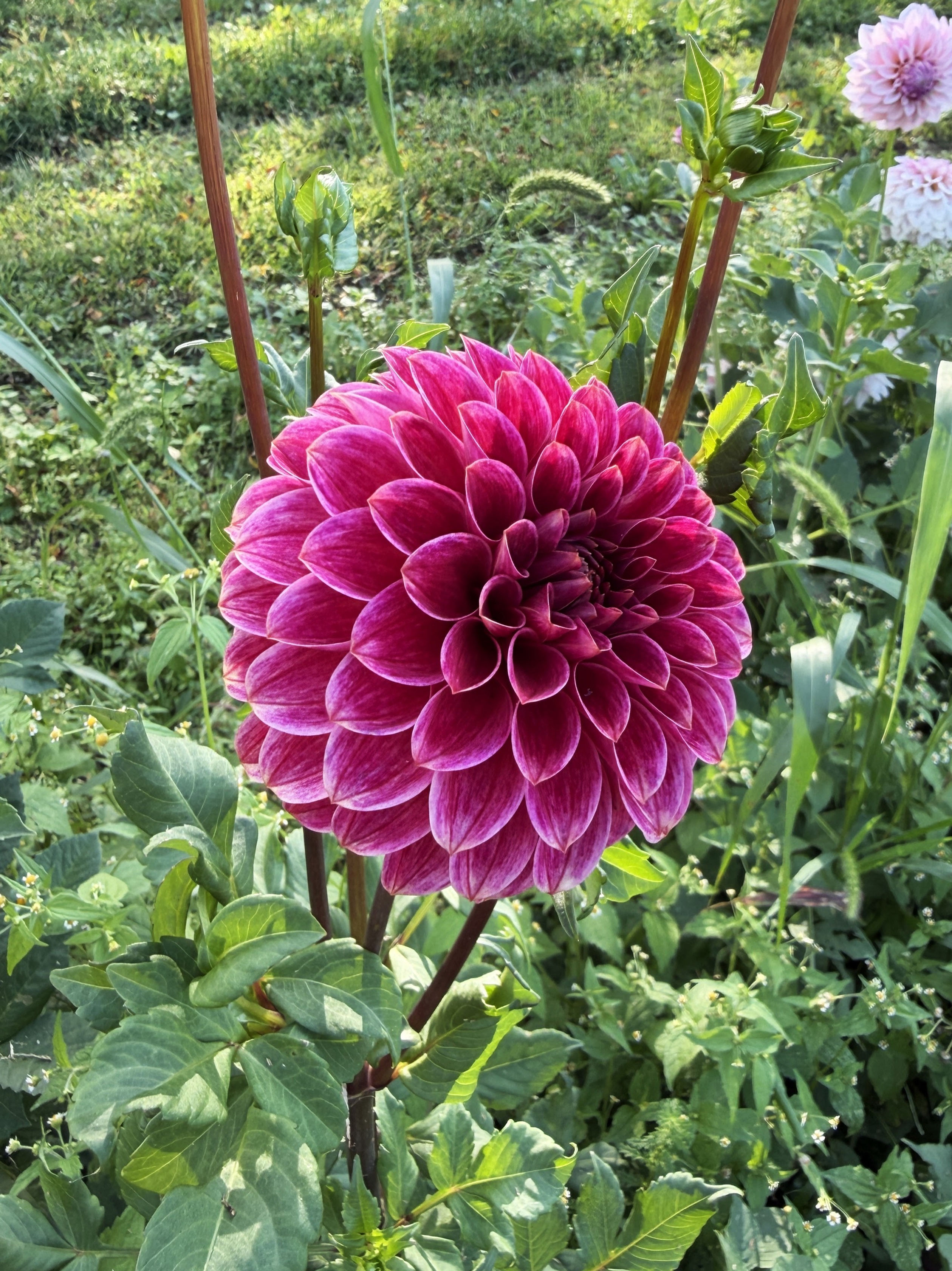 KA's® Rosie Jo Dahlia Tuber