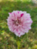 Thumbnail: Bristol Fleck Dahlia Tuber