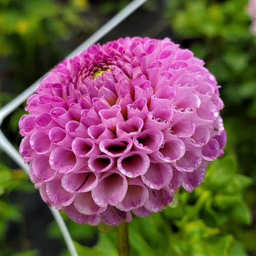 Frank Holmes | Sunset View Farm Dahlias