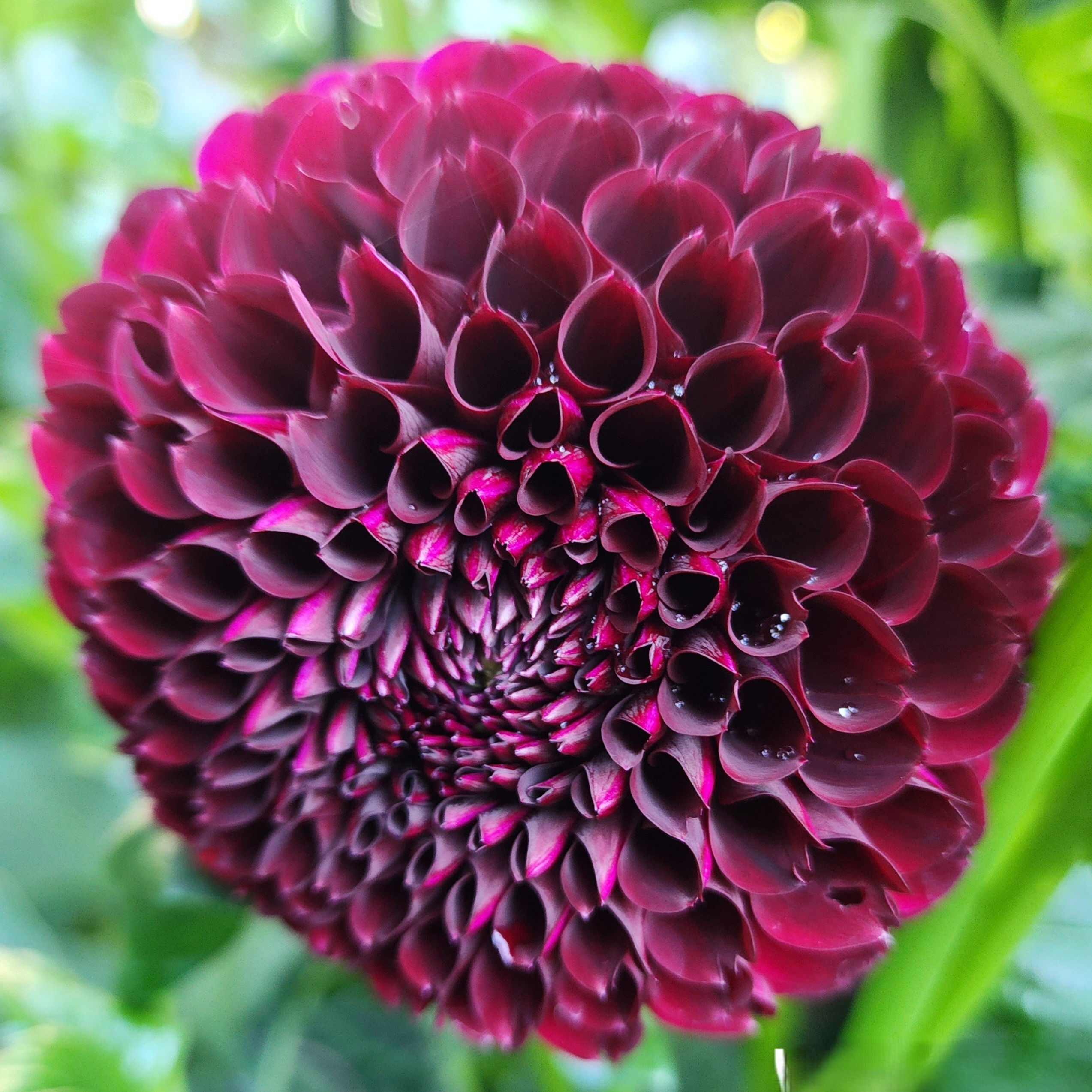 Ivanetti Dahlia Tuber for Sale