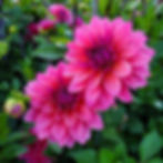 Feline Yvonne Dahlia Tuber