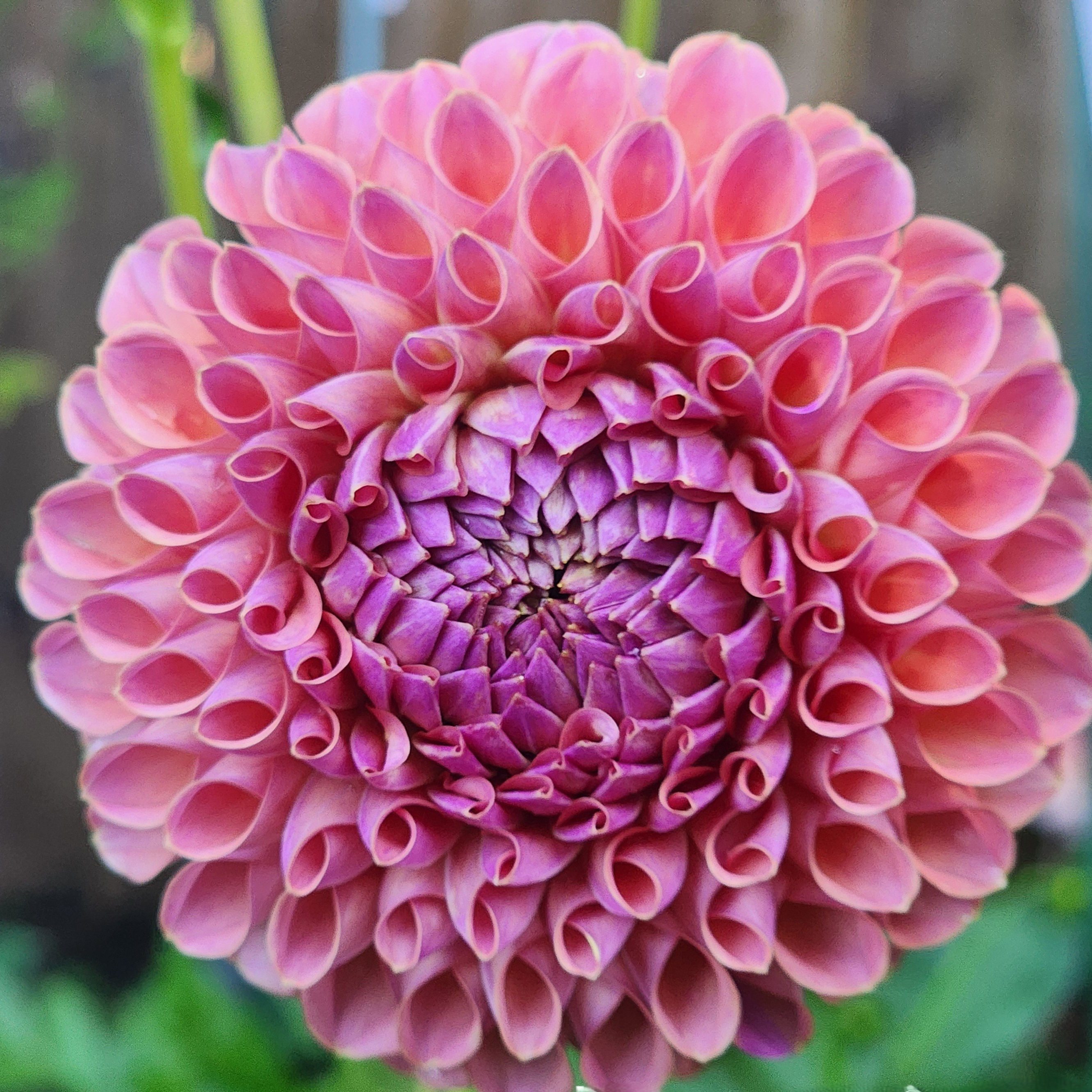 Jowey Winnie Dahlia Tuber for Sale