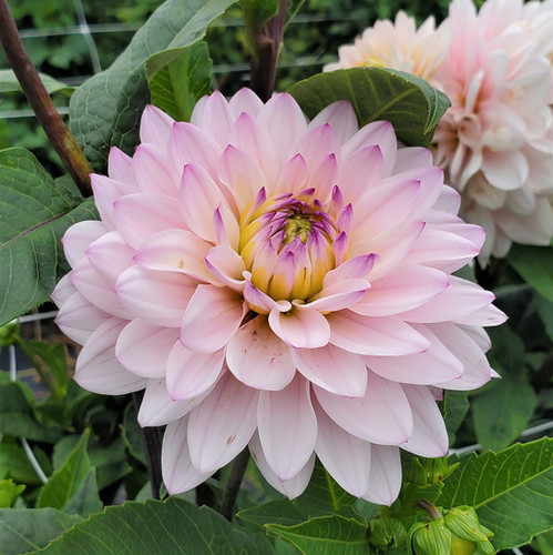 Ｄahlia☆ Dahlia Zundert Mystery Fox — GOLDENROD GARDENS