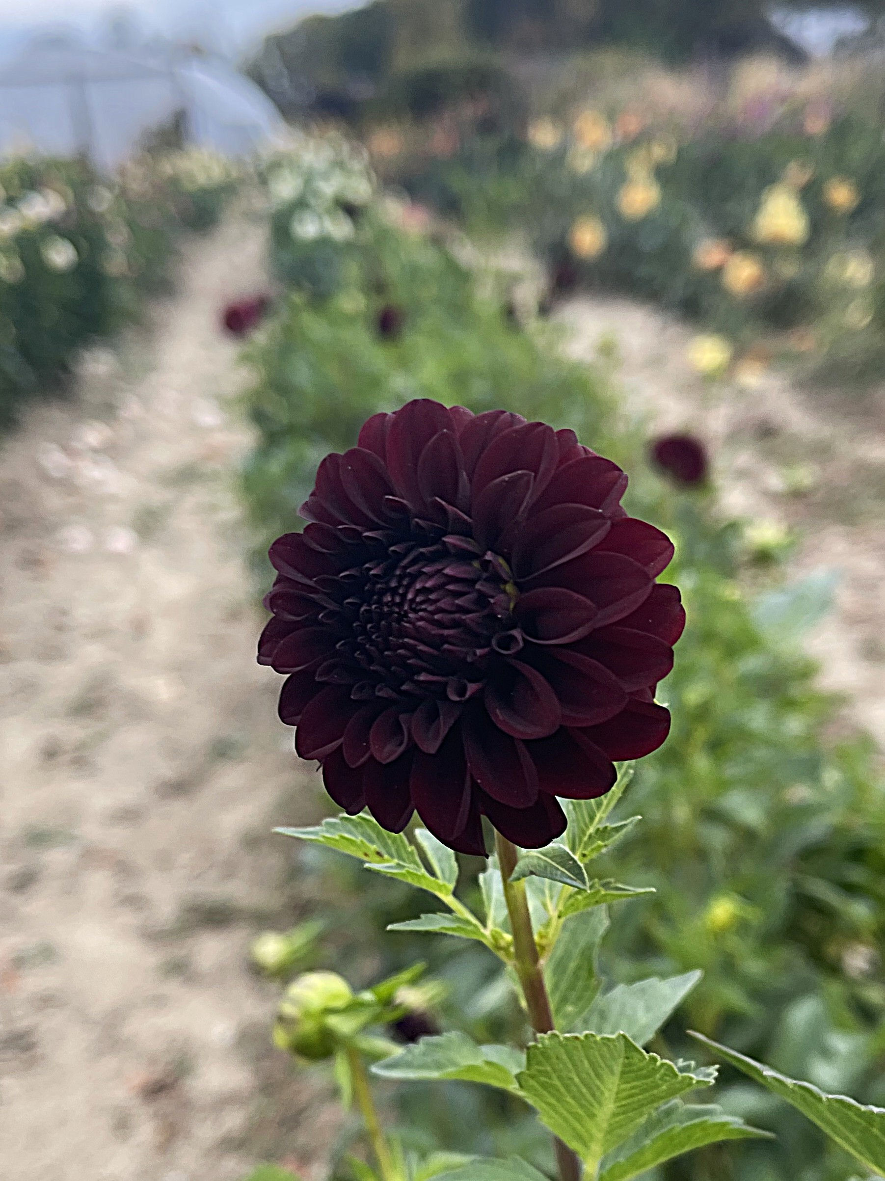 Black Satin Dahlia Tuber