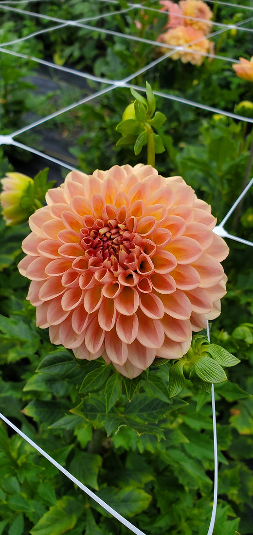 Ferncliff Copper | Sunset View Farm Dahlias