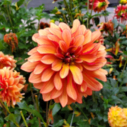 Miss Brandy Dahlia Tuber