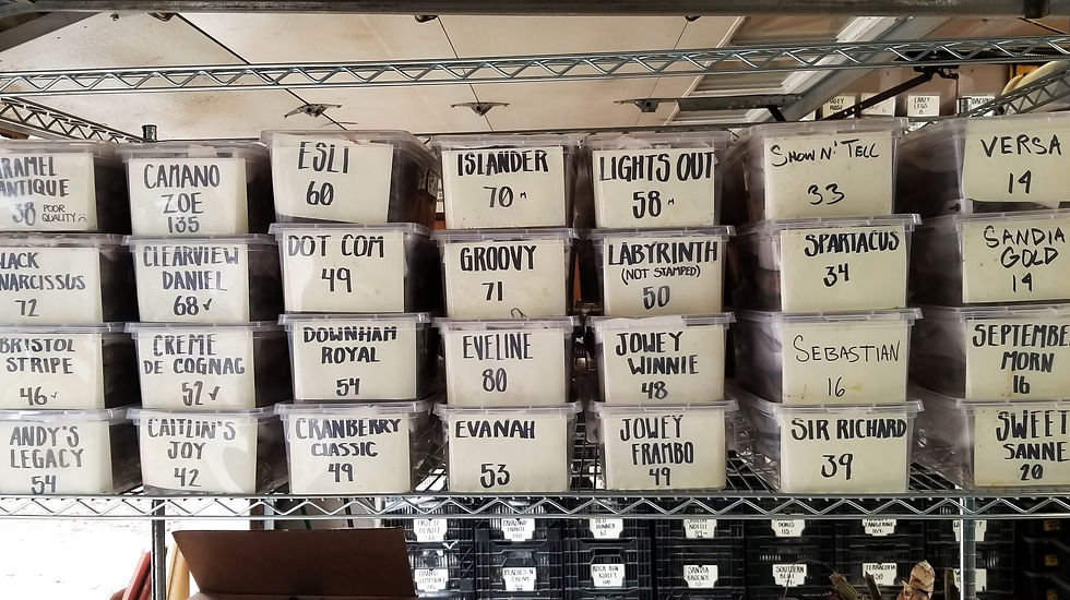 Small tubs on bakers rack in storage alphabetical.jpg