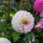 Tahoma Little One dahlia
