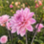 Karma Prospero Dahlia Tuber