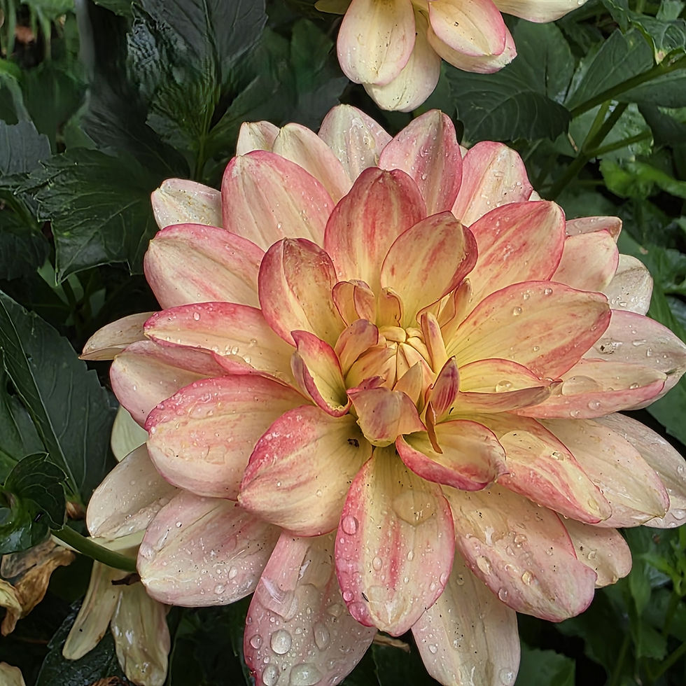 Thumbnail: Pam Howden Dahlia Tuber for Sale