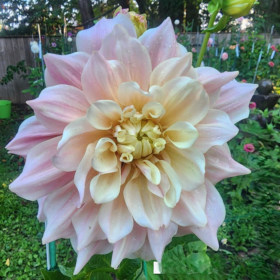 Breakout Dahlia Tuber for Sale