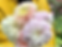 Thumbnail: Break Out Dahlia Tuber