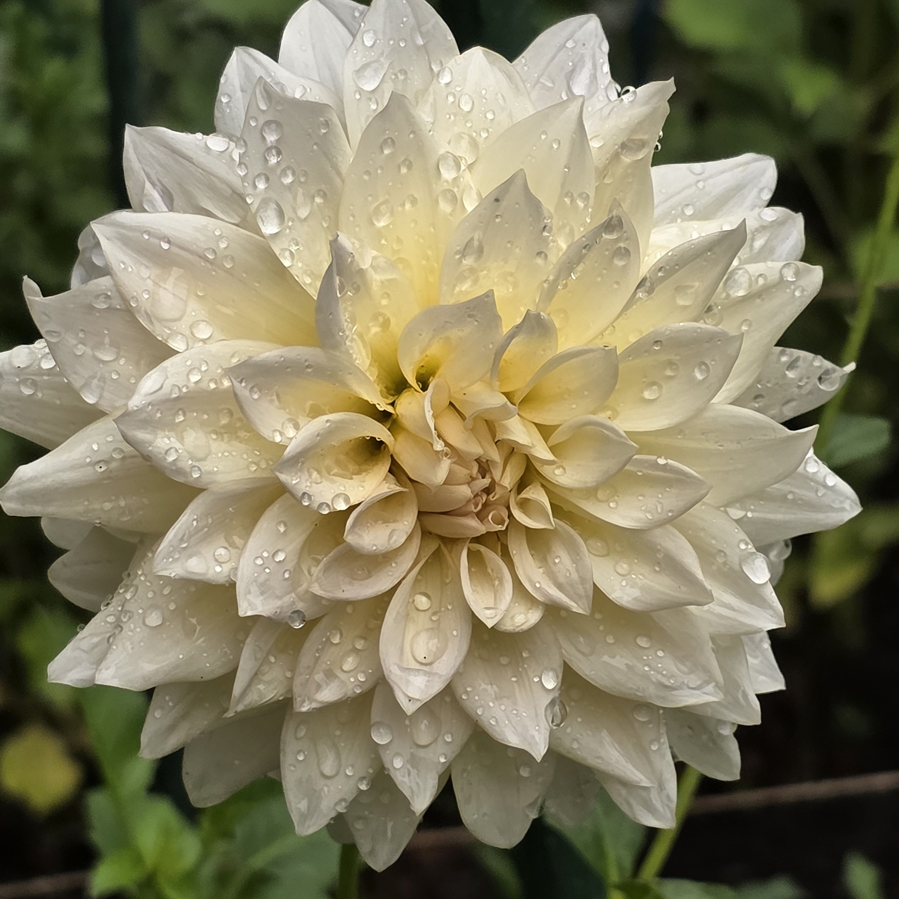 Mocha Maya Dahlia Tuber for Sale