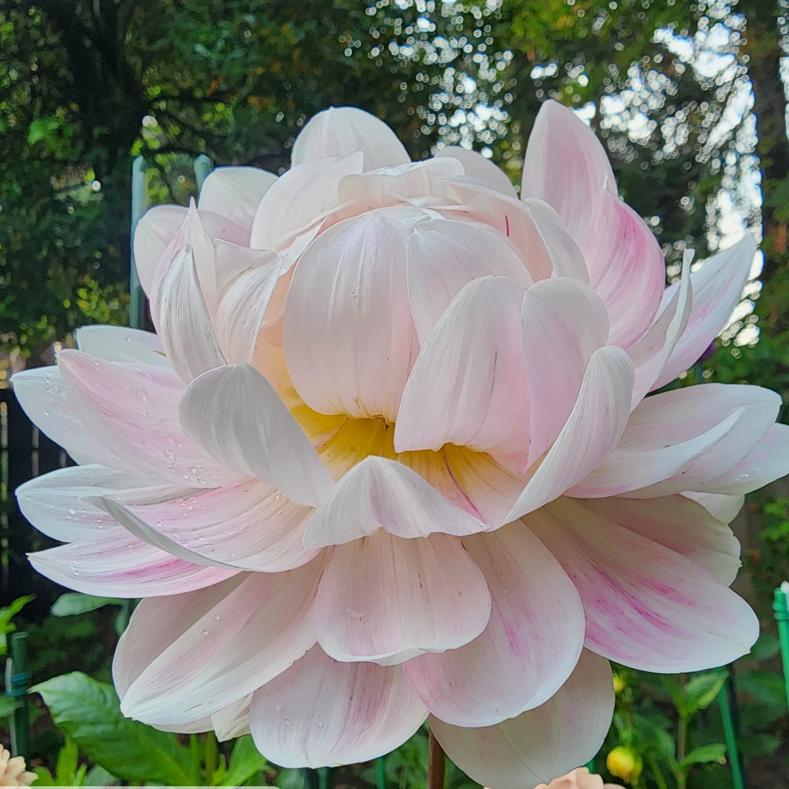 Kelgai Ann Dahlia Tuber for Sale