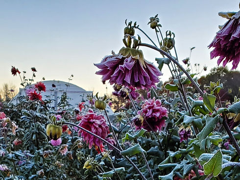 Frozen dahlias in trenches 4 x 3.jpg