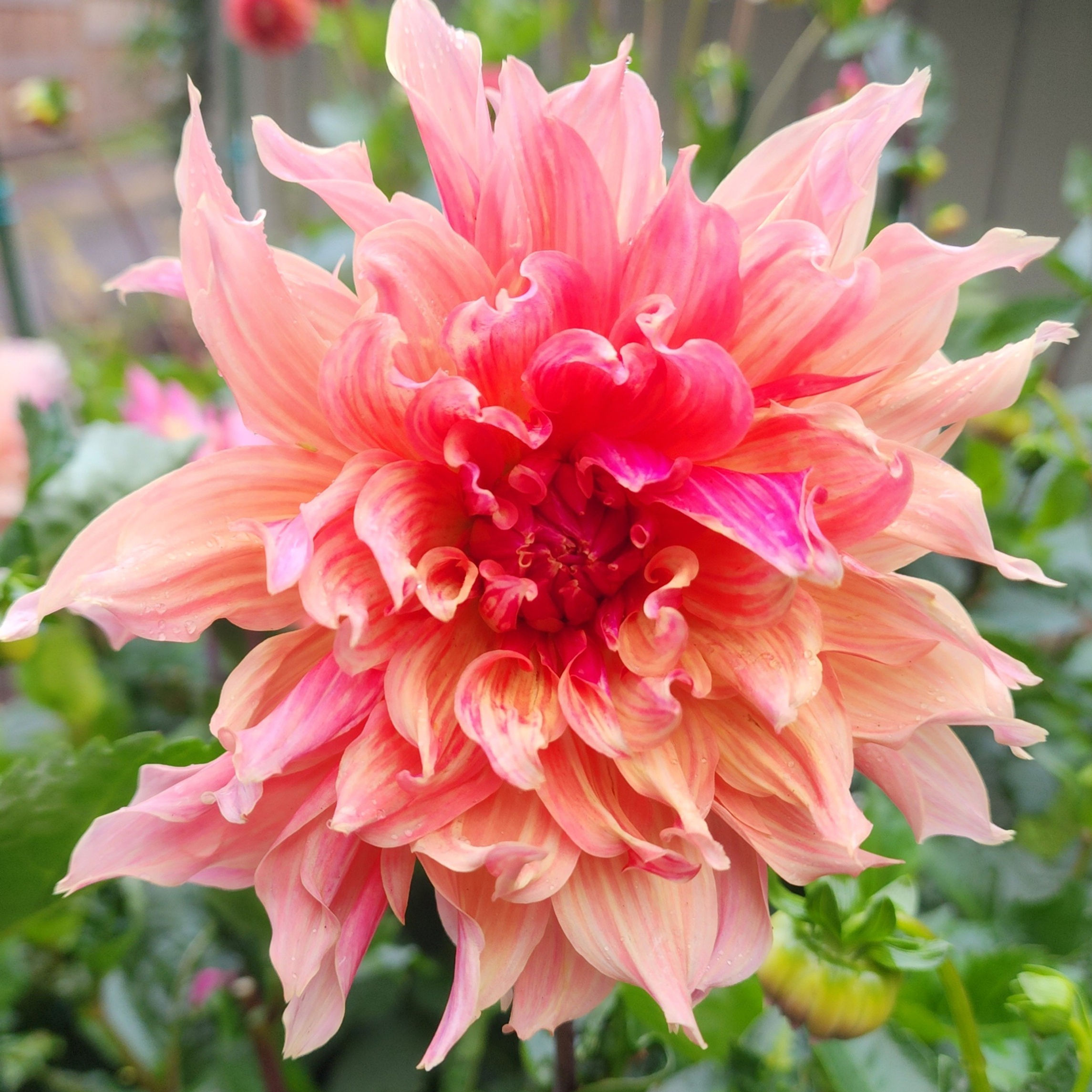 Labyrinth Dahlia Tuber for Sale
