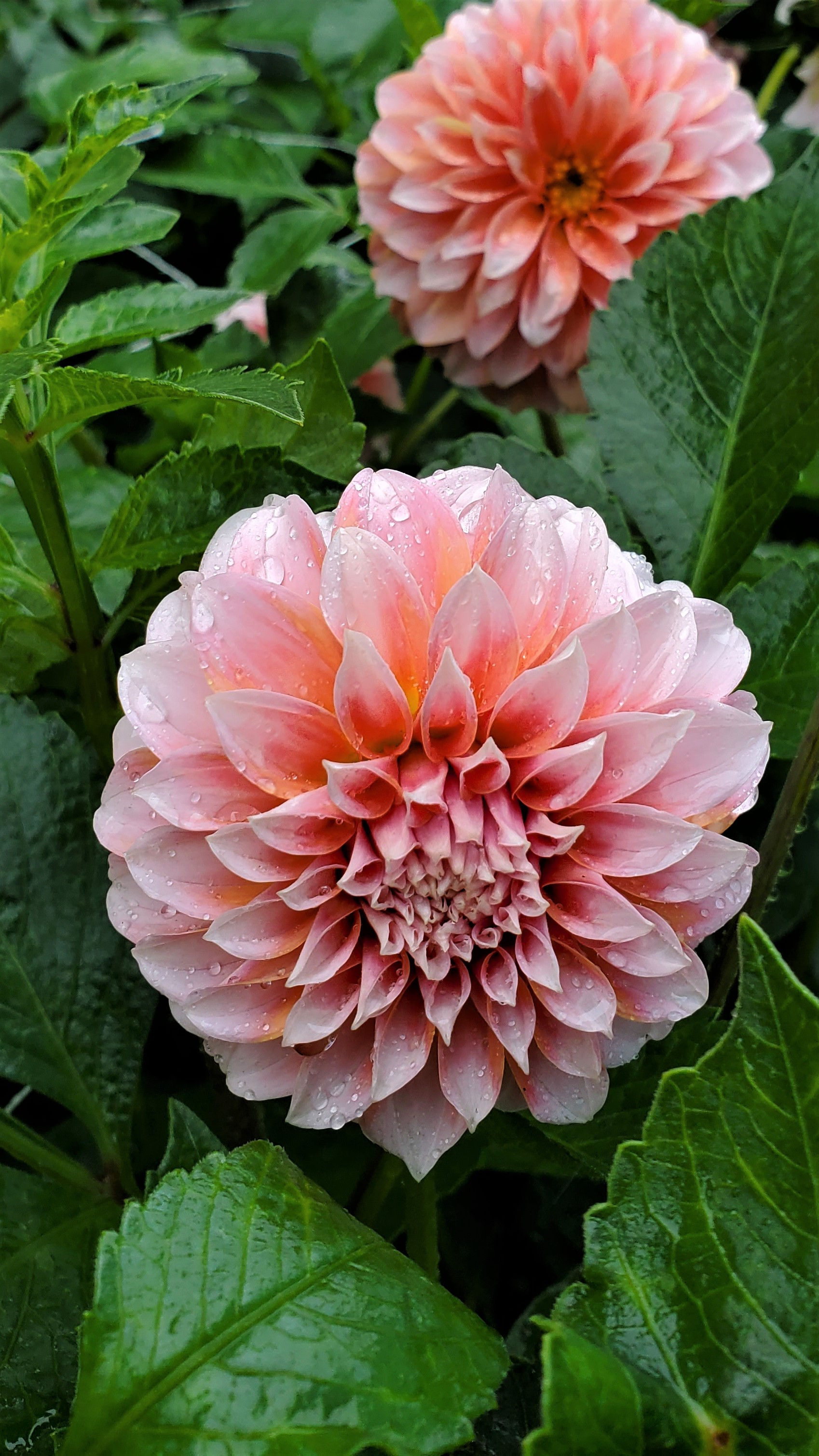 Peaches-n-Cream Dahlia Tuber