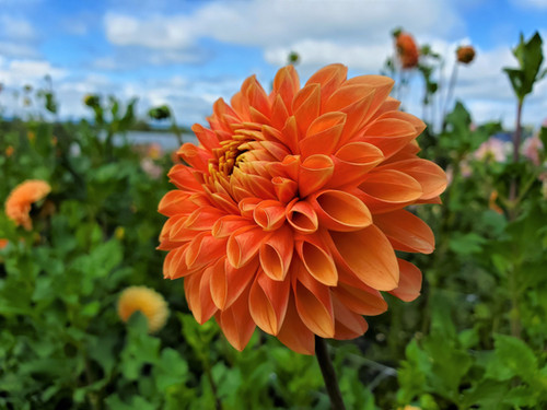 Jowey Linda | Sunset View Farm Dahlias