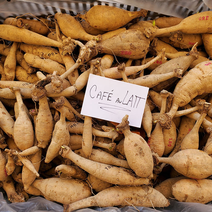 Cafe au Lait dahlia tubers in crate.jpg