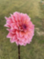 Thumbnail: Gorgeous Girlie Dahlia Tuber