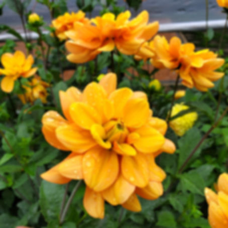 Ginger Snap Dahlia Tuber