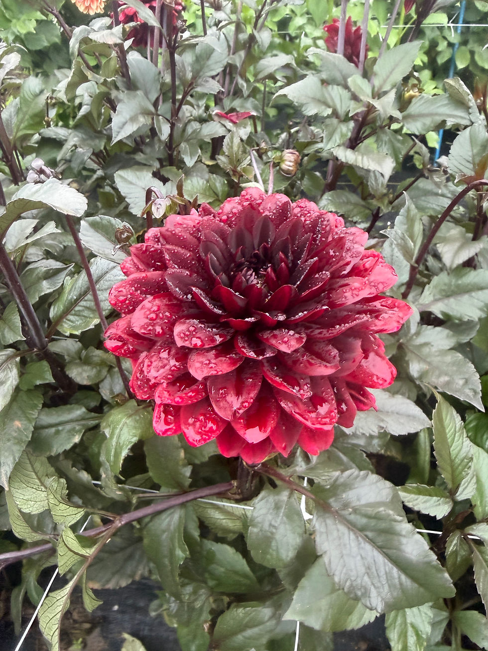 Thumbnail: Karma Choc Dahlia Tuber