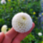 Small World Dahlia Tuber
