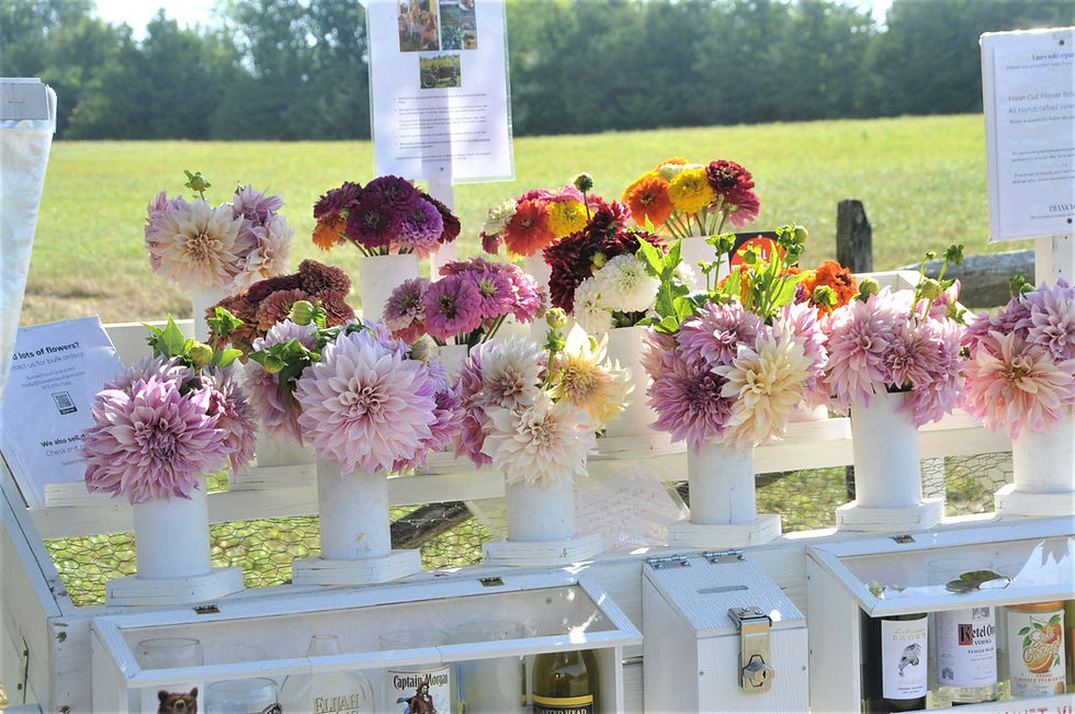 Thumbnail: Start a Dahlia Hobby Business