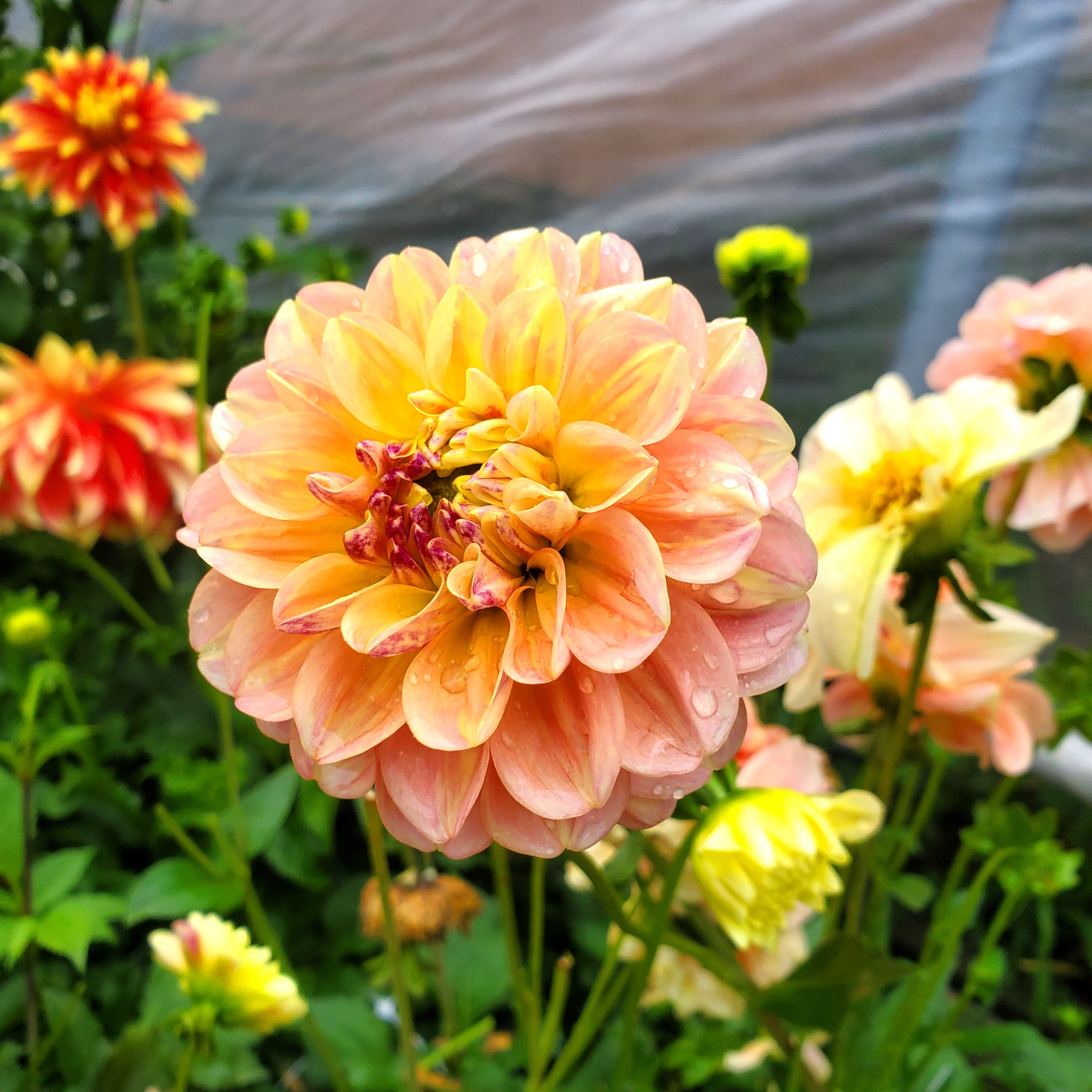 French Doll Dahlia Tuber