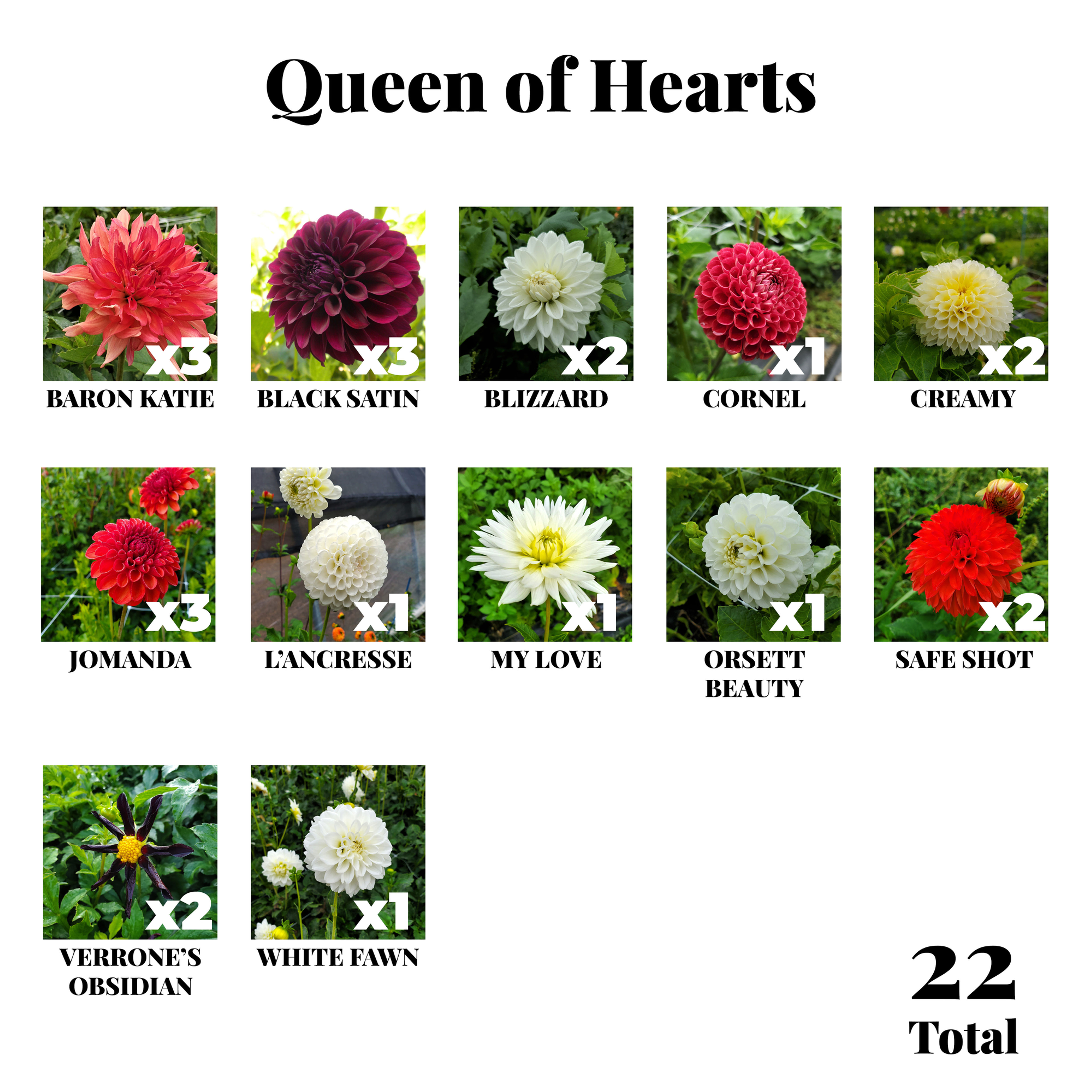 Queen of Hearts Collection 2025