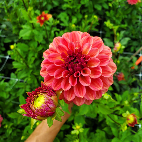 All That Jazz | Sunset View Farm Dahlias