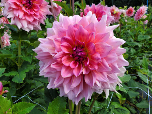 Otto's Thrill | Sunset View Farm Dahlias