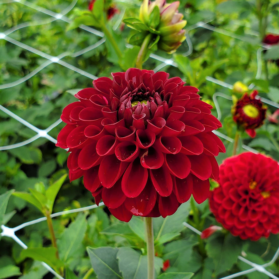 Red Fox Dahlia Tuber