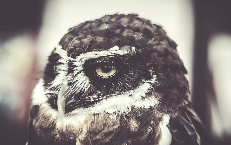 WiseOwl.jpeg