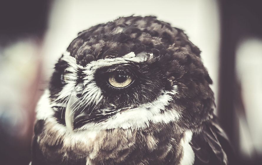 WiseOwl.jpeg