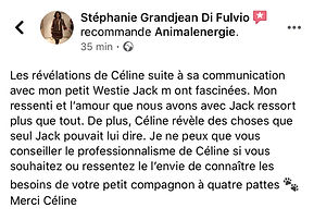 avis.jpeg