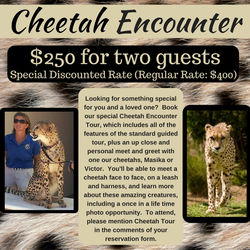 CHEETAH ENCOUNTER