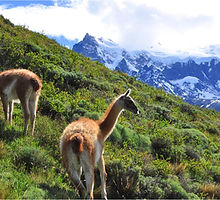 Guanacos_in_Torres_del_Paine_National_Park.jpg