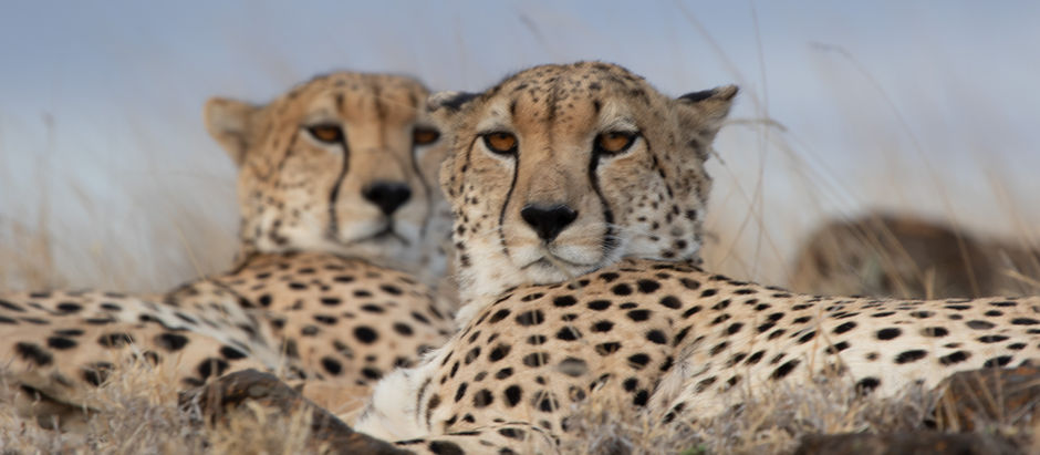 A First- Timer's View of Safari: Ensuring It Won't be the Last! Submitted by a Traveler